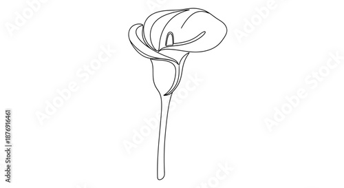 Simple Line Drawing of a Calla Lily.