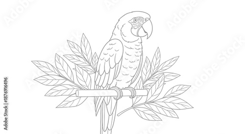 Detailed Line Drawing of Parrot on Branch.