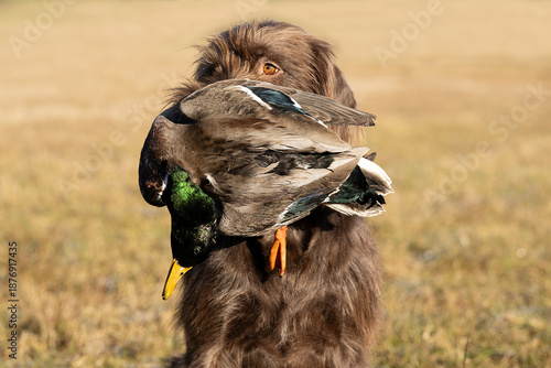 Jagdhund apportiert, Stockerpel