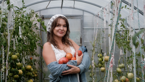 A seductive girl collects organic tomatoes in a greenhouse in the village, is engaged in farming.