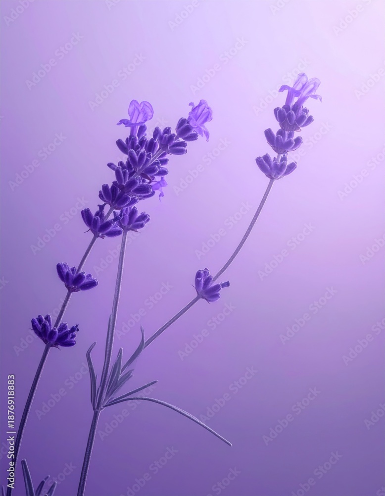 Naklejka premium Lavender Stalks with Blossoms Against a Pastel Violet Gradient Background