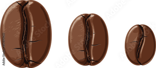 Three coffee beans, roasted texture, size comparison, white background, realistic shading, caffeine concept, flat vector illustration