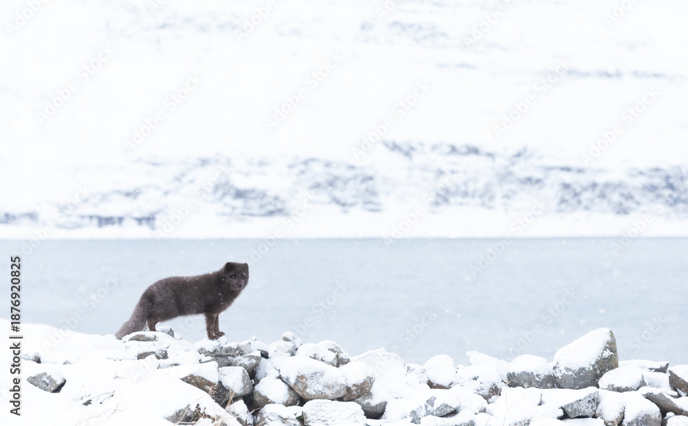 Obraz premium Blue morph Arctic fox standing on rocks in a snowy white winter landscape