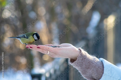 A close-up of a great tit perched on a human hand, eating seeds, capturing a quiet moment of trust and interaction between people and wildlife in a natural outdoor setting