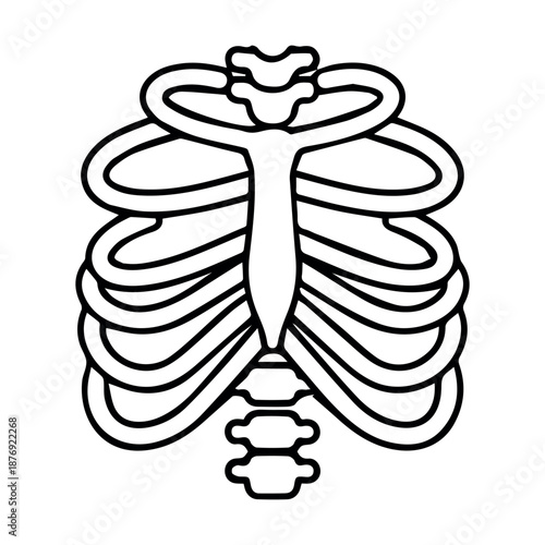 A human rib cage, part of the skeletal system protecting vital organs inside.