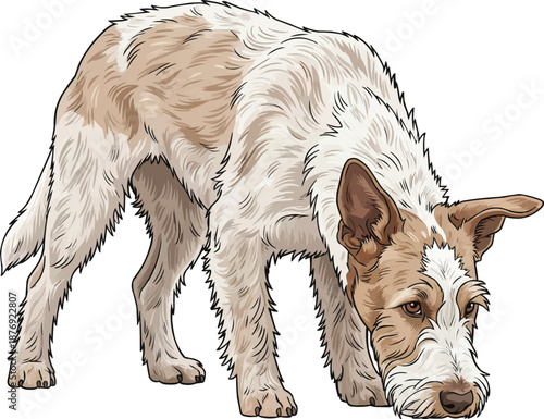 Portuguese Podengo dog sniffing ground curious illustration