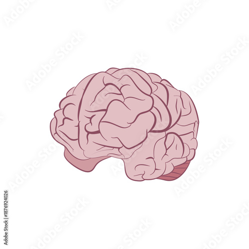 human brain vector illustration