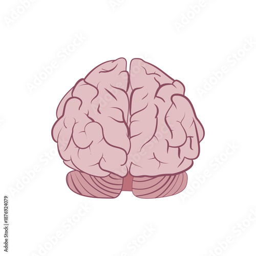 human brain vector illustration