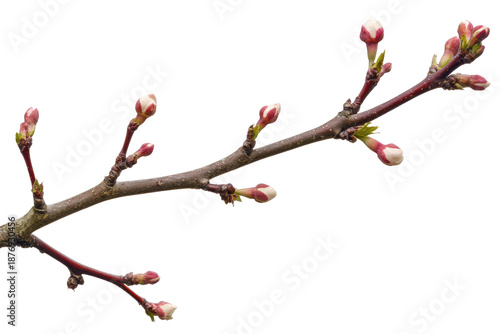 Delicate pink cherry blossom buds on a branch isolated on transparent background. Apple tree branch with pink and white blooming flower buds in spring isolated on white background.