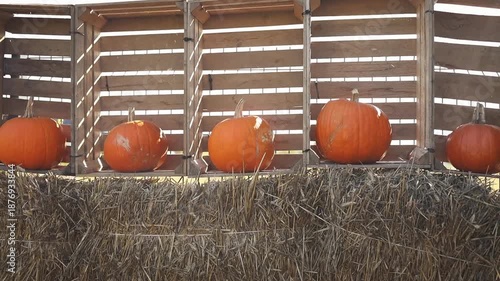 Several large, orange pumpkins rest on the ground near a weathered wooden fence, surrounded by lush green foliage. The scene evokes a feeling of autumn harvest. High quality FullHD footage