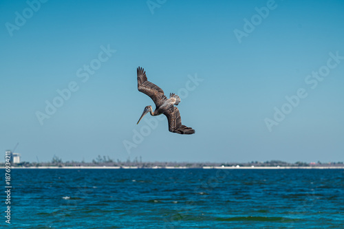 Pélican plongeant ailes déployées dans le Golfe du Mexique pour pêcher un poisson, Sanibel, Fort Myers, Floride
