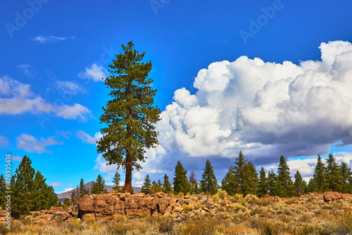 Lone Pine Tree Rocky Terrain and Dramatic Clouds in Eastern Sierra California