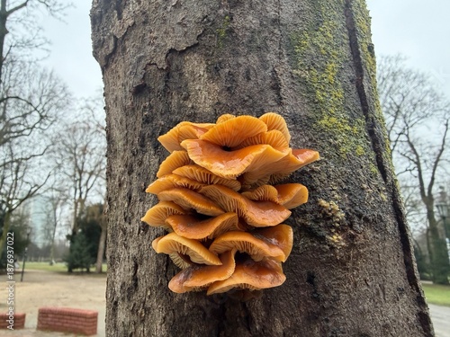 Close-up of clustered orange mushrooms growing on the bark of a tree, showing detailed gills and moist texture. A natural woodland scene highlighting fungal growth in a forest environment.