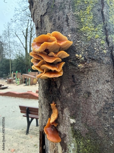 Bright orange mushrooms growing in clusters on the trunk of a tree in a public park. The fungi contrast vividly with the textured bark, with a playground and bench visible in the background.