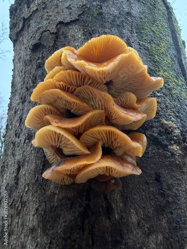Close-up of clustered orange mushrooms growing on the bark of a tree, showing detailed gills and moist texture. A natural woodland scene highlighting fungal growth in a forest environment.