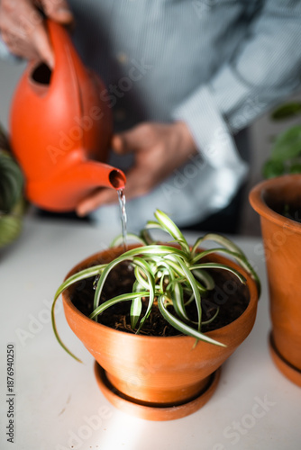 Tableau sur toile Chlorophytum bonnie in a minimalistic pot on a table at home.
