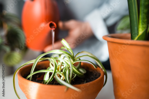Φωτογραφία Chlorophytum bonnie in a minimalistic pot on a table at home.