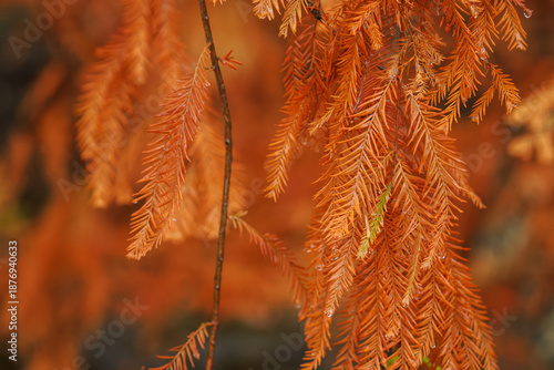 Bald cypress with beautiful rusty needles.
