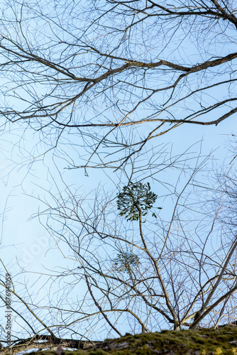branches of a tree in the winter
