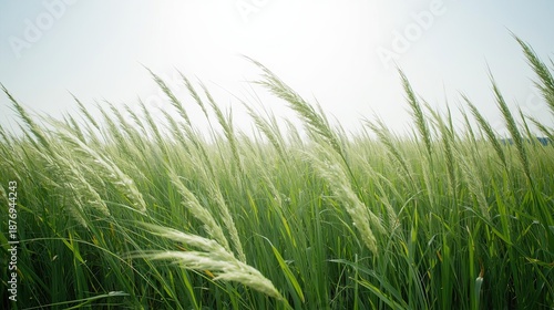 Grass moving gently green grass field waving in the wind under soft sunlight natural meadow landscape calm nature background ambient light grassland bright grassy plain