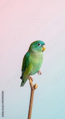 Minimalist Artistic Portrait of a Vibrant Parrotlet on a Single Branch.