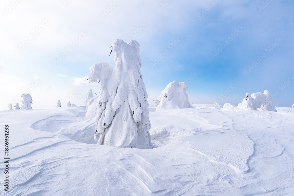 Naklejka premium Frozen winter trees shaped by wind and covered with heavy snow. Bright snowy landscape in cold sunny mountains