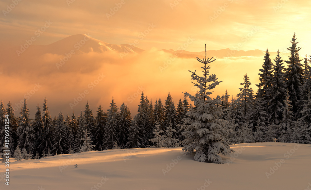 Obraz premium Fantastic orange sunset in snowy mountains. Winter landscape with snow captured trees and snowy peaks. Christmas holiday concept