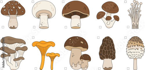 Flat vector illustration set of various mushroom types including shiitake, oyster, portobello, and enoki for culinary and nature design.