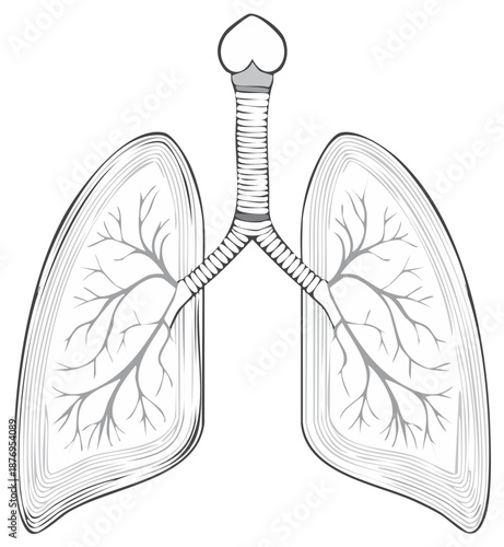 Human Lungs Respiratory System Anatomy Illustration with Trachea and Bronchial Tree