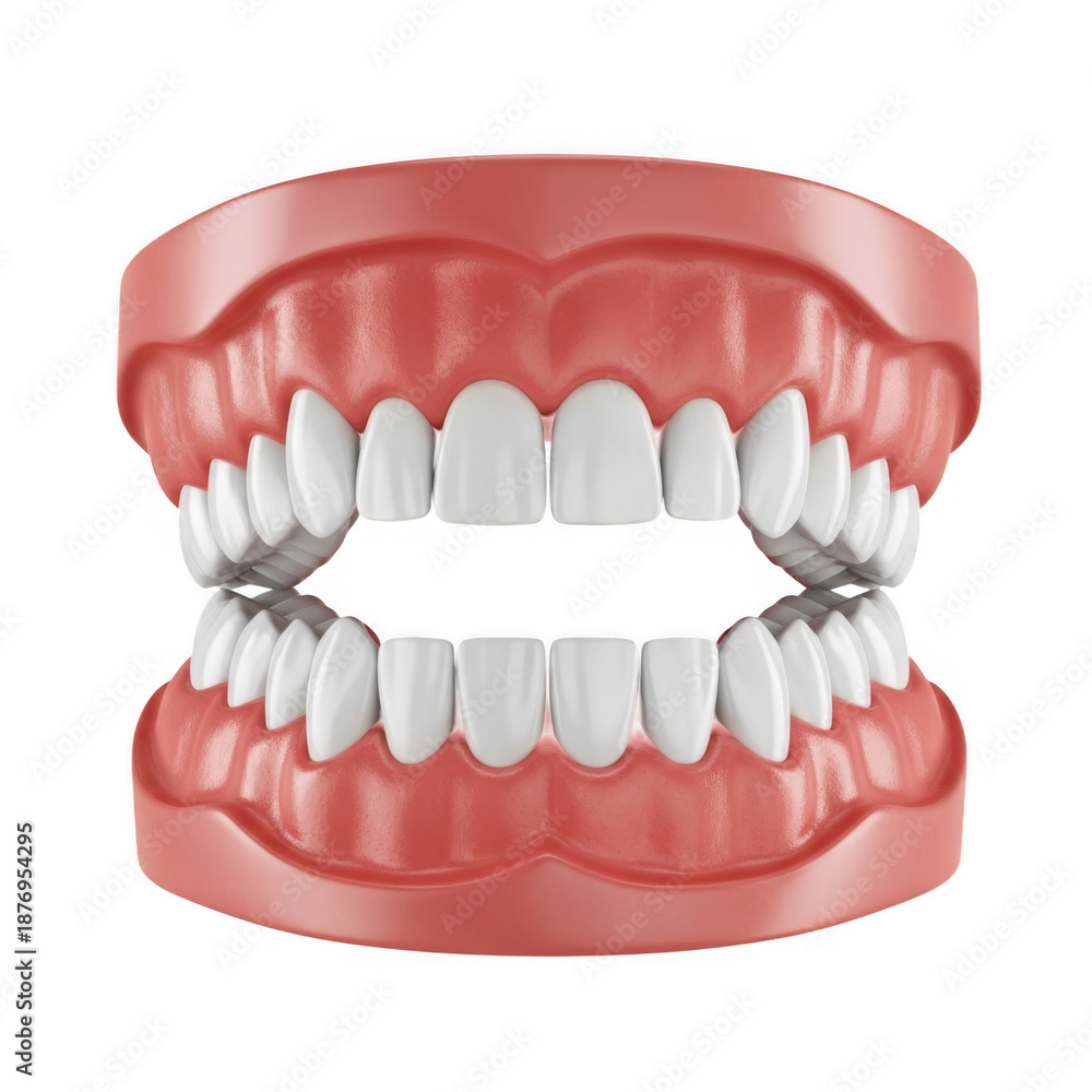 Obraz premium Dental model displaying teeth alignment
