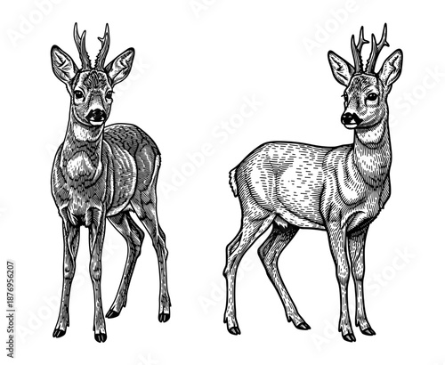 Roe deer in vintage line art style