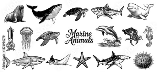 Collection of marine animals in line art style