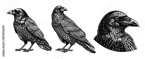 Raven head and full body in vintage line art