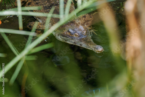 A detailed view of a Siamese crocodile’s head in the water, partially obscured by green branches.
