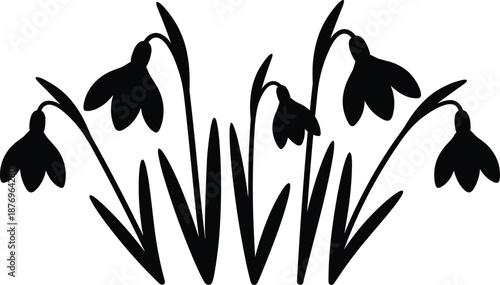 Black silhouette of blooming snowdrop flowers in spring garden, botanical nature illustration for floral designs, decorative elements and seasonal artwork