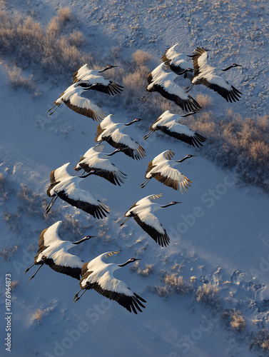 Aerial View of Cranes Flying Over Snow