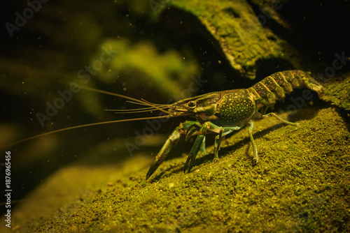 Tableau sur toile A red‑clawed crayfish beneath the water surface.