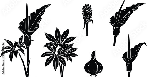 Geometric tropical plant silhouettes with leaves, stems, bulbs and flowers, botanical vector illustration for herbs, garden design, wall art, educational projects