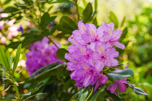 Pink Rhododendron Ericaceae flower branch blossoming on lush green garden background, glowing in natural sunlight creating vivid spring garden scene full of color. Gardening, plant breeding