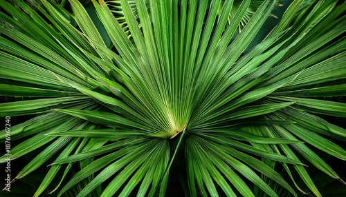 Lush Green Palm Leaves Tropical Foliage Background