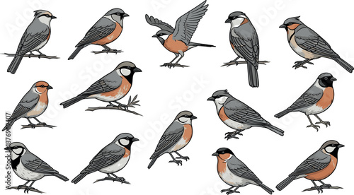 A diverse group of various species of birds perched on a white background with some in flight on transparent background