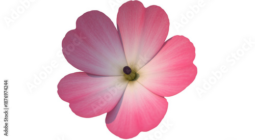 Pink flower isolated petals isolated on a transparent background