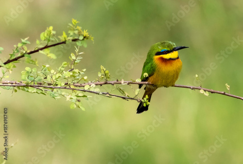 Sub-Saharan East African Little Bee-eater perched on a branch in the Masai Mara Africa