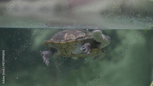 Long-necked freshwater turtle swimming in an aquarium