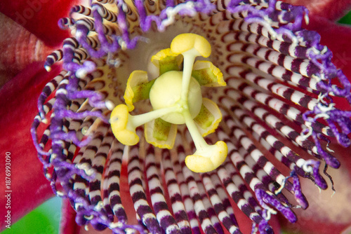 Fotografia Heart of the Passion Flower