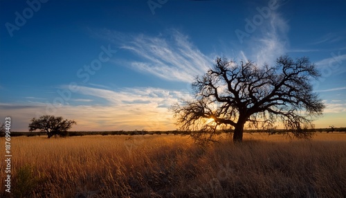 Sunset With A Blu Sky With Dry Grass And Heavily Weathered Tree Silhoutte In A Typical Texas Landscape