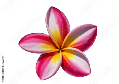 Pink and Yellow Plumeria Flower tropical flower floral isolated on a transparent background
