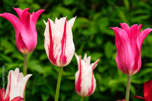 Lily-Flowered Tulips  have elegant, slender blooms with pointed petals that flare outward, resembling the shape of a lily.