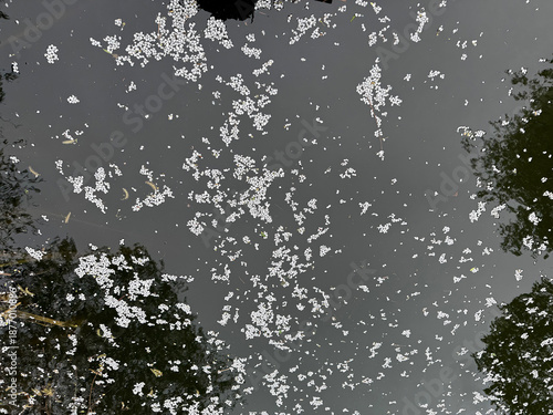 white flower petals on dark water, abstract nature background
