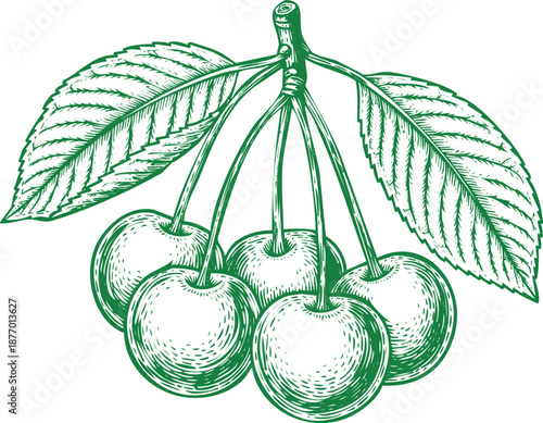Green cherries with leaves on stems vintage style illustration transparent background